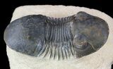 Paralejurus Trilobite Fossil - Foum Zguid, Morocco #53522-1